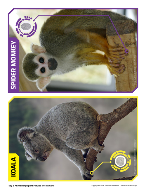 Day 2: Animal Fingerprint Pictures (Pre-Primary)