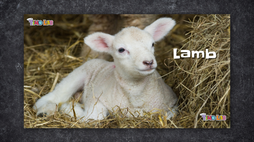 Creature Feature Lamb in Hay