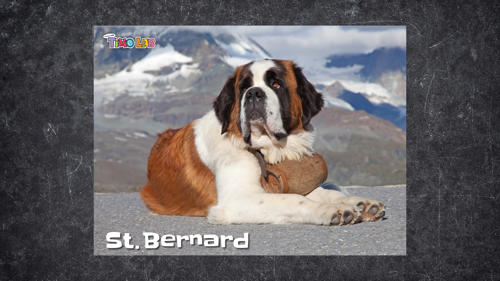 Creature Feature St. Bernard in Mountains