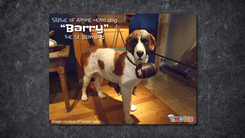 Creature Feature Barry the St. Bernard