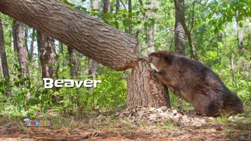 Creature Feature Beaver Gnawing on Tree