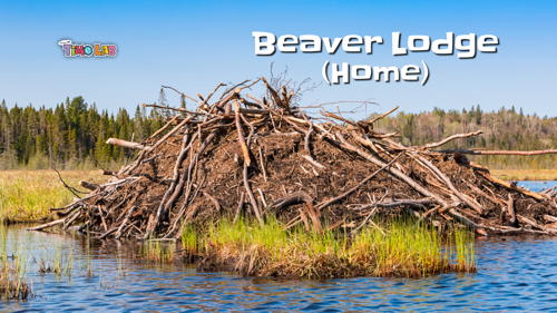 Creature Feature Beaver Lodge