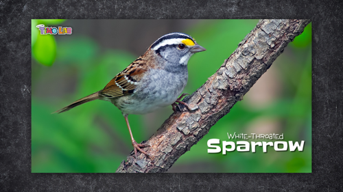 Creature Feature Sparrow on Branch