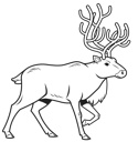 Simple Line Caribou