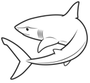 Simple Line Shark2