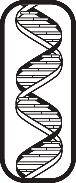 Dna