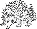 Echidna