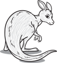 Kangaroo 1