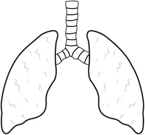 Lungs